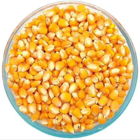Makka Cholam Maize மக்கா சோளம்